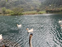 -靖西鹅泉风景区