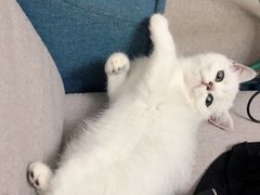 -东方名猫馆·英短金渐层布偶猫舍(环线广场1号楼店)