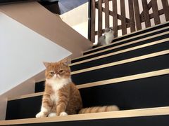 -瞄一喵猫咖(格力海岸店)