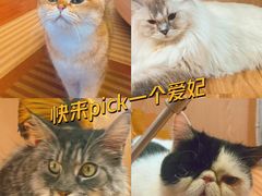 -MOCHA明星猫咖(田子坊店)