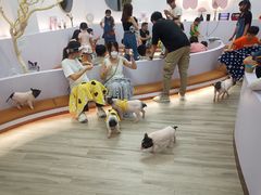 -猪盟咖啡店(玖洲道店)