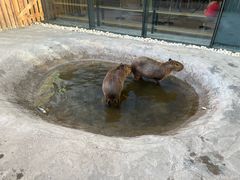-廊坊固安福朋喜来登酒店