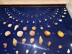 -青岛贝壳博物馆