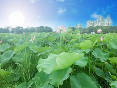 -嘉北郊野公园