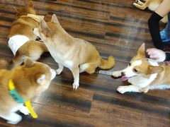 -豆柴町-柴犬主题狗咖(红鼎国际C座店)
