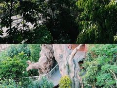 -新加坡飞禽公园