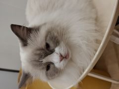 -有喵·猫咖·狗咖·30几只猫10只小狗(岗厦店)