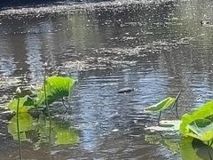 -墨尔本皇家植物园