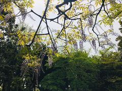 -嘉定紫藤园