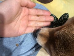 -逗柴咖啡屋·狗咖猫咖宠物桌游
