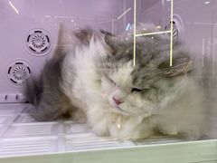 -momokira米努特·德文卷毛猫·棉花面纱犬
