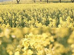 -杭州湾海上花田景区