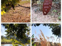 -华侨城湿地公园