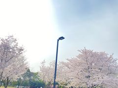 -苏州上方山国家森林公园