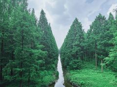 -黄海国家森林公园