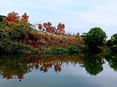 -新江湾城公园