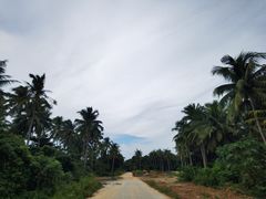 -东郊椰林