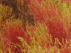 -汉长安城未央宫国家考古遗址公园