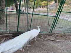 -灵玲国际马戏城