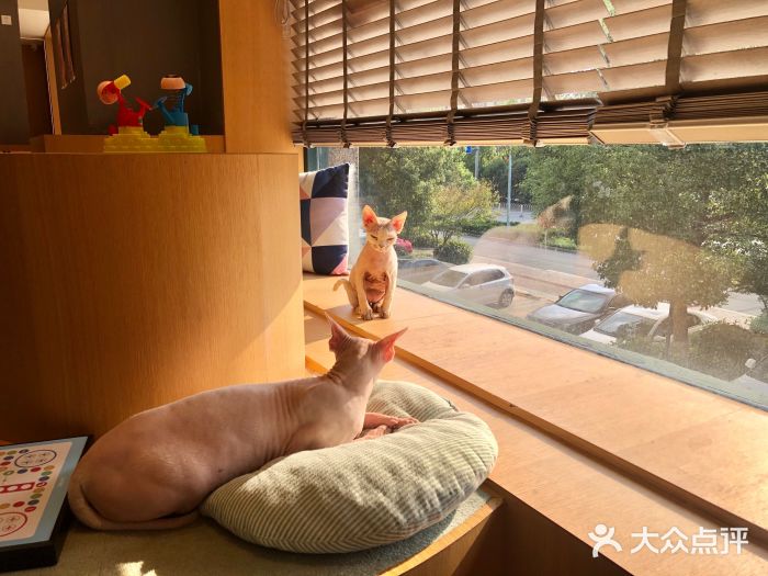 CAT’S MEWSTAR CAFE·喵星球猫屋(晴湾咖啡店)图片