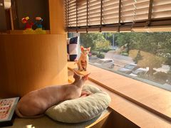 -CAT’S MEWSTAR CAFE·喵星球猫屋(晴湾咖啡店)