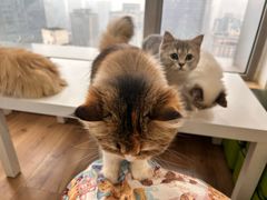 -观音桥步行街