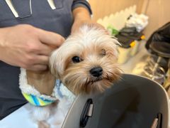 -BABIT巴比特宠物(MOMOPARK店)