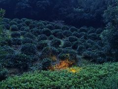 -十八棵（老龙井）御茶园(老龙井店)