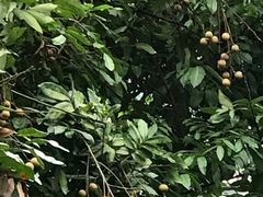 -张坝桂圆林公园
