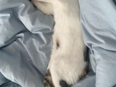 -宠颐生汉谟拉比宠物医院