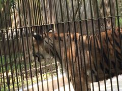 -广东茂名森林公园