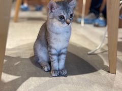 -猫儿山۰猫主题餐厅