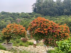 -东莞植物园