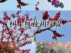 -洛龙公园