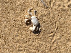 -普陀山风景名胜区-千步大沙