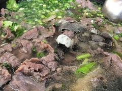 -乐山食古香跷脚牛肉