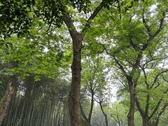 -杭州植物园