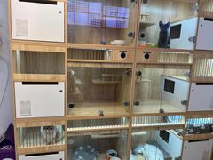 -山宅一喵德文卷毛猫舍