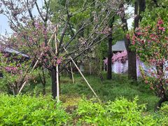 -南汇桃花村