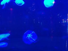 -泉城欧乐堡海洋极地世界