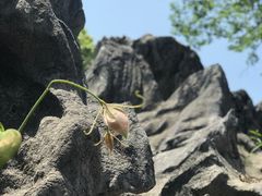 -千岛湖石林