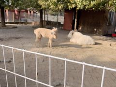 -武汉紫薇都市田园