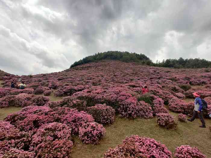 馬鹿塘杜鵑花海景區-