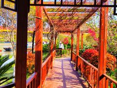 -高东镇樱花园