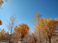-金塔沙漠胡杨林景区