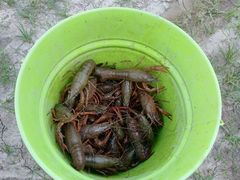 -南汇新场正宗水蜜桃采摘