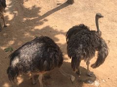 -西霞口神雕山野生动物世界