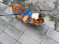 -瑞派天宁宠物医院·猫科·异宠中心