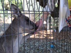 -费瑟代尔野生动物园