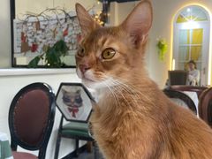 -猫小院猫主题餐厅(南锣旗舰店)